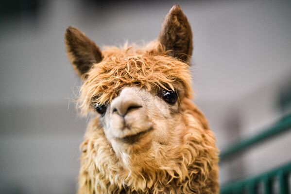 حيوان الألبكة في معرض أغروفارم-2019 الدولي في جناح رقم 75 في معرض في دي إن خا الروسي للانجازات الاقتصادية - سبوتنيك عربي