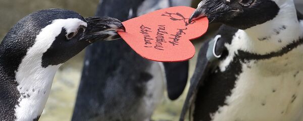 تتنافس طيور البطريق الإفريقية على بطاقة عيد الحب على شكل قلب، التي وزعت من قبل علماء الأحياء المائية بايبر دوايت في أكاديمية كاليفورنيا للعلوم في سان فرانسيسكو، 12 فبراير/ شباط 2019. - سبوتنيك عربي