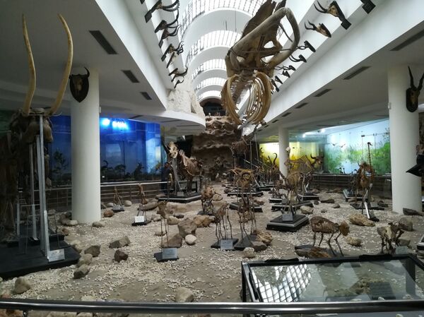 المتحف الحيواني في حديقة الحيوان في الجيزة بالقاهرة المتحف الحيواني في حديقة الحيوان في الجيزة بالقاهرة - سبوتنيك عربي