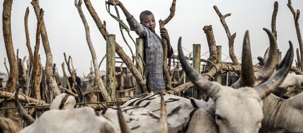 فتى يساعد رعاة الماشية على قيادة مواشيهم، يحاول جمع بعض الأبقار في سوق للثروة الحيوانية في نجور، ولاية أداماوا، نيجيريا في 20 فبراير/ شباط 2019، قبل أيام قليلة من الانتخابات العامة في البلاد. - يقاتل رعاة الماشية والمزارعون الرحل في اشتباكات شبه يومية أسفرت عن مقتل الآلاف في نيجيريا ومئات القرى المتضررة. يأمل كل من المزارعين والرعاة أن تسوي الحكومة المقبلة نزاعهم الدموي. خلال العامين الماضيين، أصبح القتال أكثر دموية وأكثر تسييساً مع اتهام رئيس نيجيريا الحالي بدعم الرعاة. فتى يساعد رعاة الماشية على قيادة مواشيهم، يحاول جمع بعض الأبقار في سوق للثروة الحيوانية في نجور، ولاية أداماوا، نيجيريا في 20 فبراير/ شباط 2019، قبل أيام قليلة من الانتخابات العامة في البلاد. - يقاتل رعاة الماشية والمزارعون الرحل في اشتباكات شبه يومية أسفرت عن مقتل الآلاف في نيجيريا ومئات القرى المتضررة. يأمل كل من المزارعين والرعاة أن تسوي الحكومة المقبلة نزاعهم الدموي. خلال العامين الماضيين، أصبح القتال أكثر دموية وأكثر تسييساً مع اتهام رئيس نيجيريا الحالي بدعم الرعاة. - سبوتنيك عربي