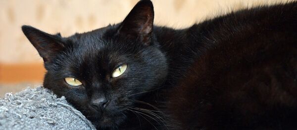 قطة سوداء قطة سوداء - سبوتنيك عربي