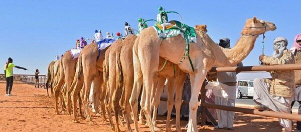 جانب من الاستعداد للانطلاق سباق الهجن - سبوتنيك عربي