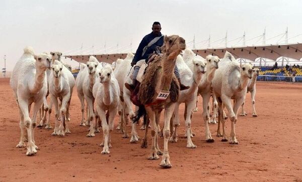 جانب من مشاركة الابل المغاتير - سبوتنيك عربي