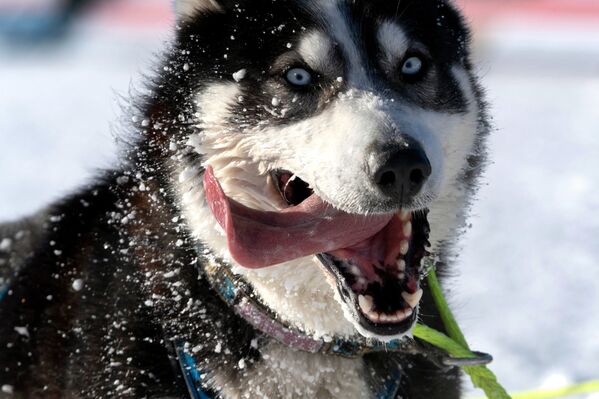 سباق الكلاب بيرينغيا في منطفة بيتروبالوفسك كاماشاتسكي الروسية - سبوتنيك عربي