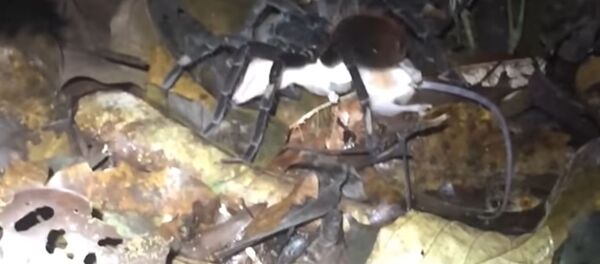 شاهد ماذا يفعل العنكبوت قبل أن ينقض على فريسته - سبوتنيك عربي