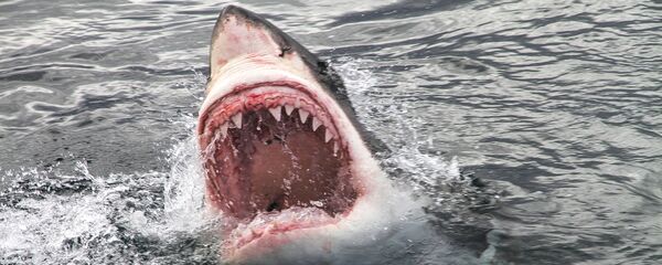 سمكة قرش - سبوتنيك عربي