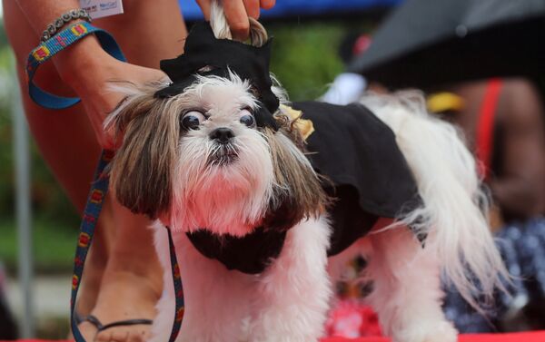 كلب في مهرجان لاستعراض الكلاب في ريو دي جانيرو في البرازيل كلب في مهرجان لاستعراض الكلاب في ريو دي جانيرو في البرازيل - سبوتنيك عربي