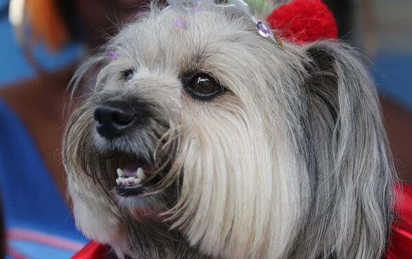 كلب في مهرجان لاستعراض الكلاب في ريو دي جانيرو في البرازيل كلب في مهرجان لاستعراض الكلاب في ريو دي جانيرو في البرازيل - سبوتنيك عربي