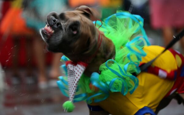 كلب في مهرجان لاستعراض الكلاب في ريو دي جانيرو في البرازيل كلب في مهرجان لاستعراض الكلاب في ريو دي جانيرو في البرازيل - سبوتنيك عربي