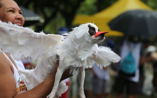 كلب في مهرجان لاستعراض الكلاب في ريو دي جانيرو في البرازيل كلب في مهرجان لاستعراض الكلاب في ريو دي جانيرو في البرازيل - سبوتنيك عربي