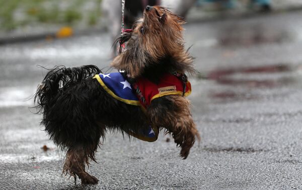 كلب في مهرجان لاستعراض الكلاب في ريو دي جانيرو في البرازيل كلب في مهرجان لاستعراض الكلاب في ريو دي جانيرو في البرازيل - سبوتنيك عربي