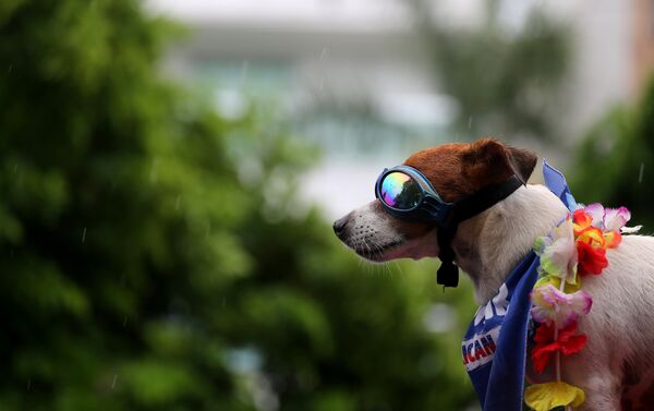 كلب في مهرجان لاستعراض الكلاب في ريو دي جانيرو في البرازيل كلب في مهرجان لاستعراض الكلاب في ريو دي جانيرو في البرازيل - سبوتنيك عربي