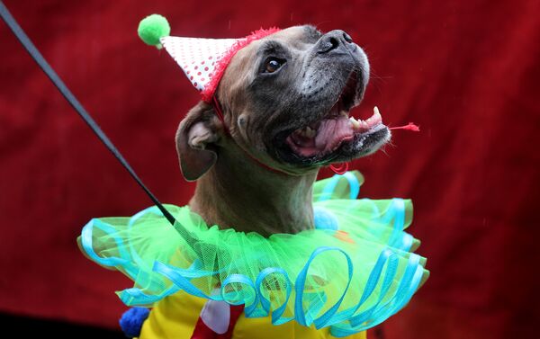 كلب في مهرجان لاستعراض الكلاب في ريو دي جانيرو في البرازيل كلب في مهرجان لاستعراض الكلاب في ريو دي جانيرو في البرازيل - سبوتنيك عربي