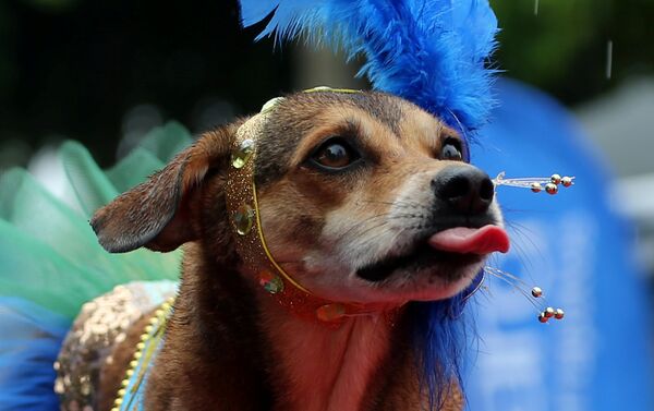كلب في مهرجان لاستعراض الكلاب في ريو دي جانيرو في البرازيل كلب في مهرجان لاستعراض الكلاب في ريو دي جانيرو في البرازيل - سبوتنيك عربي
