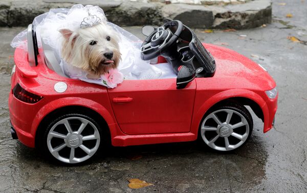 كلب في مهرجان لاستعراض الكلاب في ريو دي جانيرو في البرازيل كلب في مهرجان لاستعراض الكلاب في ريو دي جانيرو في البرازيل - سبوتنيك عربي