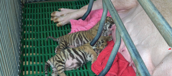 خنزيرة ضخمة ترضع نمرين صغيرين - سبوتنيك عربي