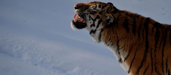 نمر آمور في سفاري بارك في منطقة بريمورسكي كراي - سبوتنيك عربي