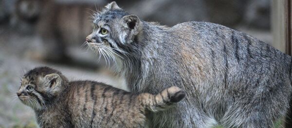 قطة بالاس وصغيرها في حديقة نوفوسيبيرسك للحيوان قطة بالاس وصغيرها في حديقة نوفوسيبيرسك للحيوان - سبوتنيك عربي