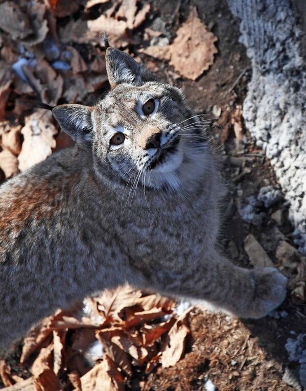 الوشق في حديقة سفاري باريك في منطقة بريمورسكي كراي - سبوتنيك عربي