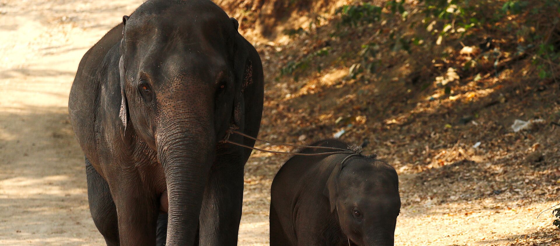 فيلة  - سبوتنيك عربي, 1920, 02.06.2021