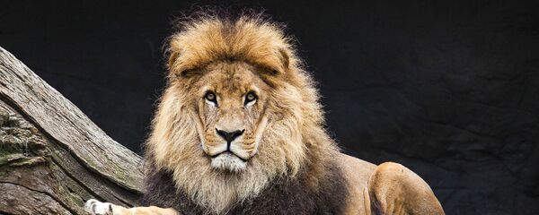 أسد - سبوتنيك عربي