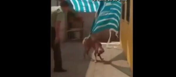 بالفيديو .. ماذا فعل كلب مع ضابط شرطة - سبوتنيك عربي