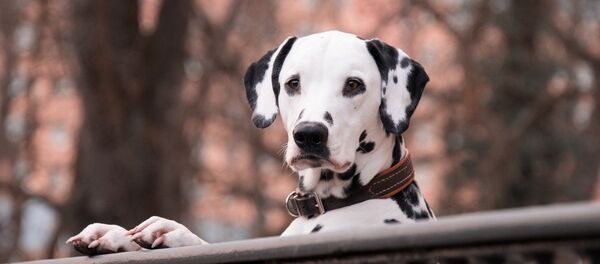 كلب - سبوتنيك عربي