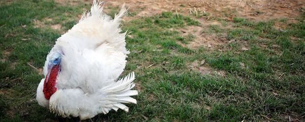 ديك رومي - سبوتنيك عربي