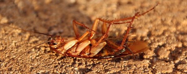 صرصور - سبوتنيك عربي