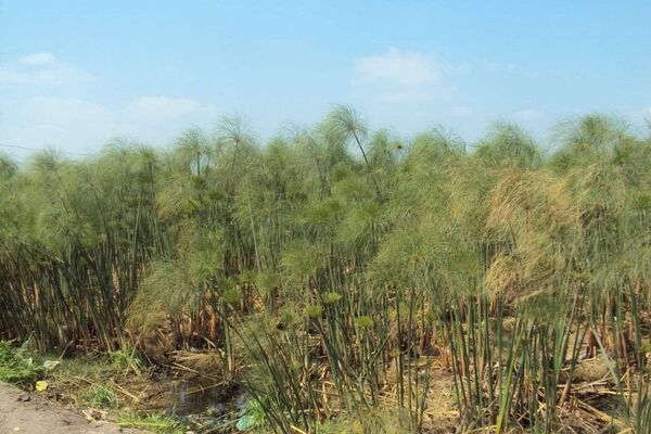 صناعة أوراق البردي في مصر - سبوتنيك عربي