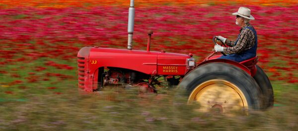 حقول الزهور في كاليفورنيا - سبوتنيك عربي