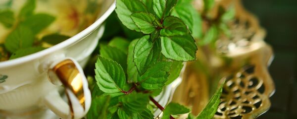 نعناع - سبوتنيك عربي