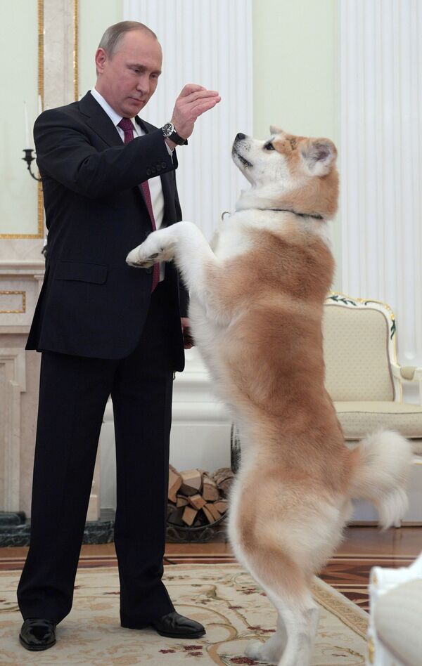 هدية للرئيس الروسي فلاديمير بوتين الكلب يومي - سبوتنيك عربي