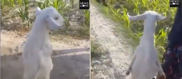 عنزة تعلمت المشي كالبشر في الهند - سبوتنيك عربي