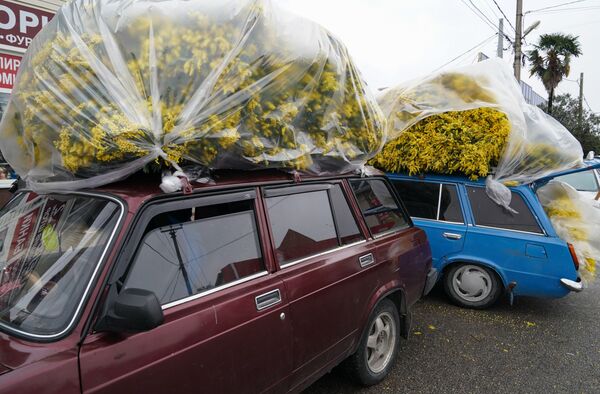 بيع أزهار الميموزا في شارع  في مدينة سوتشي الروسية - سبوتنيك عربي