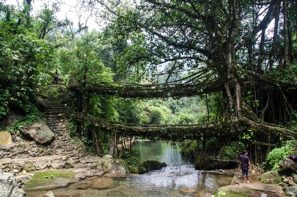 جسر من الجذور الخضراء مكون من مستويين في الهند - سبوتنيك عربي