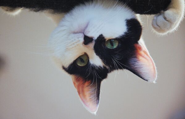 مسرح يوري كوكلاتشوف للقطط - سبوتنيك عربي