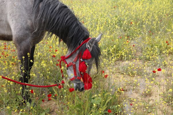 دمشق- موسكو على حصان...مغامرة جديدة للرحالة السوري الذي رمى لفرنسا وسامها دمشق- موسكو على حصان...مغامرة جديدة للرحالة السوري الذي رمى لفرنسا وسامها - سبوتنيك عربي