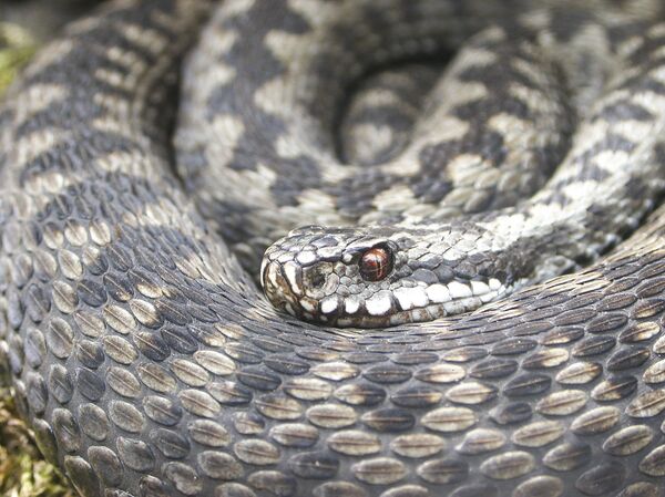 الأفعى الشائعة - سبوتنيك عربي