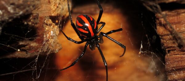 الأرملة السوداء الأوروبية - سبوتنيك عربي