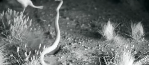 فئران النينجا - سبوتنيك عربي