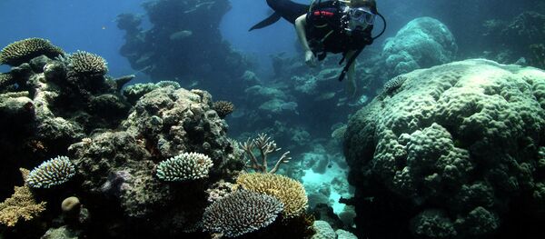 الشعاب المرجانية في الحاجز المرجاني العظيم - سبوتنيك عربي