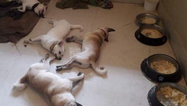 كوبرا تقتل 4 كلاب حاولوا منعها من دخول منزل صاحبهم - سبوتنيك عربي