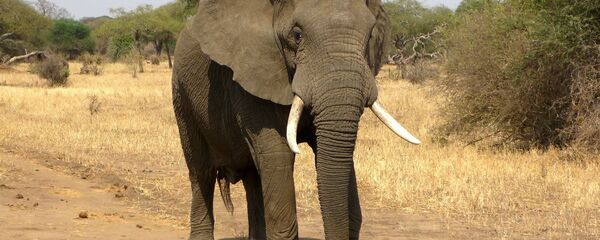 فيل - سبوتنيك عربي