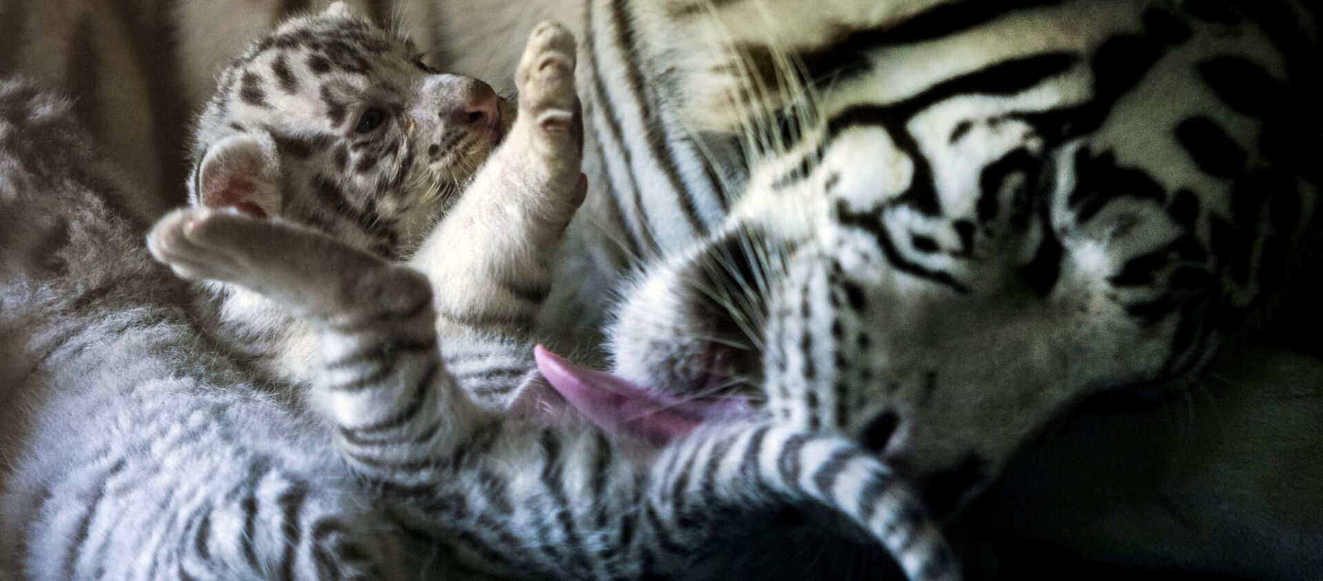 أنثى نمر أبيض مع رضيعها  في حديقة حيوان لا باستورا بالمكسيك - سبوتنيك عربي, 1920, 25.07.2020