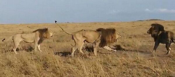 نهاية غير متوقعة لمعركة ضروس بين أسدين شابين ضد أسد مسن نهاية غير متوقعة لمعركة ضروس بين أسدين شابين ضد أسد مسن - سبوتنيك عربي