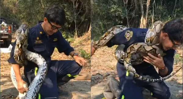 أفعى ضخمة تحاول خنق رجل إطفاء - سبوتنيك عربي