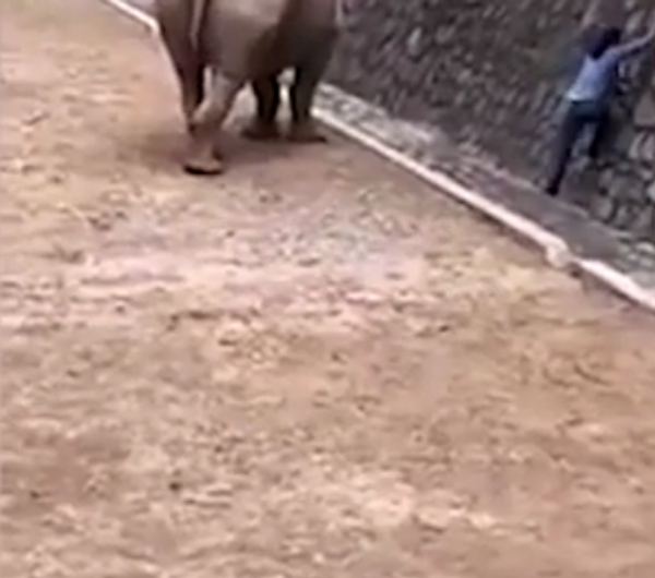 وحيد القرن وحيد القرن - سبوتنيك عربي