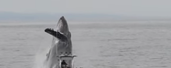 حوت عملاق يقفز بالقرب من قارب صيد صغير - سبوتنيك عربي