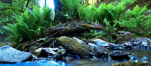 نهر جبلي في الجزء الشمالي من المحمية الطبيعية القوقازية باسم خ. غ. شابوشنيكوف - سبوتنيك عربي
